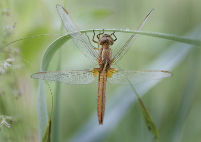 <i class='fa fa-user'></i>&nbsp;kiran&nbsp;|  Vuurlibel&nbsp; <i class='fa fa-eye'>&nbsp;65</i> &nbsp;<i class='fa fa-thumbs-up'>&nbsp;3</i> &nbsp; <i class='fa fa-comment-o'>&nbsp;2</i>