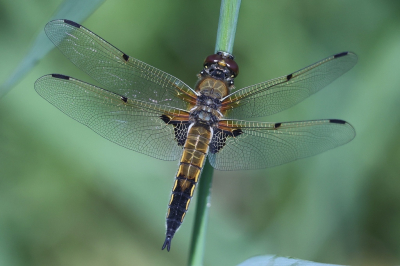 <i class='fa fa-user'></i>&nbsp;Henk Baptist&nbsp;|  Viervlek&nbsp; <i class='fa fa-eye'>&nbsp;51</i> &nbsp;<i class='fa fa-thumbs-up'>&nbsp;2</i> &nbsp; <i class='fa fa-comment-o'>&nbsp;3</i>