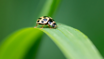 <i class='fa fa-user'></i>&nbsp;pietwil&nbsp;|  Schaakbordlieveheersbeestje&nbsp; <i class='fa fa-eye'>&nbsp;51</i> &nbsp;<i class='fa fa-thumbs-up'>&nbsp;1</i> &nbsp; <i class='fa fa-comment-o'>&nbsp;3</i>