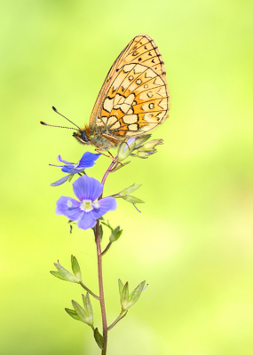 <i class='fa fa-user'></i>&nbsp;Tom&nbsp;|  Ringoogparelmoervlinder&nbsp; <i class='fa fa-eye'>&nbsp;111</i> &nbsp;<i class='fa fa-thumbs-up'>&nbsp;9</i> &nbsp; <i class='fa fa-comment-o'>&nbsp;6</i>