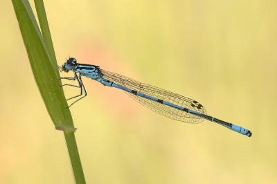 <i class='fa fa-user'></i>&nbsp;Johan van Gurp&nbsp;|  Azuurwaterjuffer&nbsp; <i class='fa fa-eye'>&nbsp;65</i> &nbsp;<i class='fa fa-thumbs-up'>&nbsp;4</i> &nbsp; <i class='fa fa-comment-o'>&nbsp;5</i>