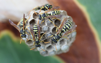 <i class='fa fa-user'></i>&nbsp;Paul Vandebroek&nbsp;|  Franse Veldwesp&nbsp; <i class='fa fa-eye'>&nbsp;77</i> &nbsp;<i class='fa fa-thumbs-up'>&nbsp;3</i> &nbsp; <i class='fa fa-comment-o'>&nbsp;5</i>