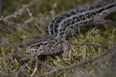 Dit vrouwtje van de parelhagedis door de struikhei kunnen fotograferen tijdens een telling voor RAVON.