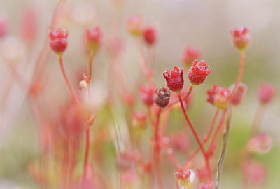 <i class='fa fa-user'></i>&nbsp;Nel R&nbsp;|  Kandelaartje&nbsp; <i class='fa fa-eye'>&nbsp;62</i> &nbsp;<i class='fa fa-thumbs-up'>&nbsp;5</i> &nbsp; <i class='fa fa-comment-o'>&nbsp;6</i>