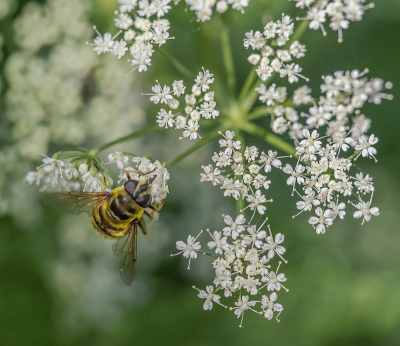 <i class='fa fa-user'></i>&nbsp;Tim Oord&nbsp;|  Doodskopzweefvlieg&nbsp; <i class='fa fa-eye'>&nbsp;48</i> &nbsp;<i class='fa fa-thumbs-up'>&nbsp;1</i> &nbsp; <i class='fa fa-comment-o'>&nbsp;2</i>