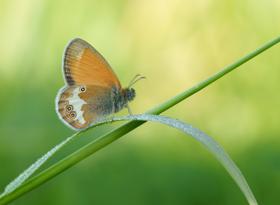 <i class='fa fa-user'></i>&nbsp;Jurgen Maassen&nbsp;|  Tweekleurig Hooibeestje&nbsp; <i class='fa fa-eye'>&nbsp;112</i> &nbsp;<i class='fa fa-thumbs-up'>&nbsp;11</i> &nbsp; <i class='fa fa-comment-o'>&nbsp;9</i>