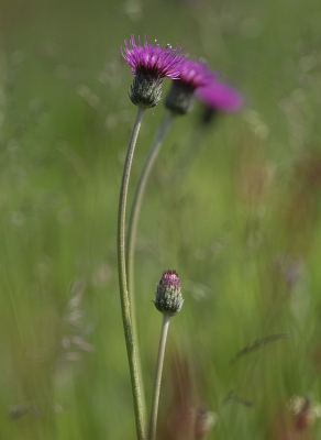 <i class='fa fa-user'></i>&nbsp;Tim Oord&nbsp;|  Spaanse Ruiter&nbsp; <i class='fa fa-eye'>&nbsp;62</i> &nbsp;<i class='fa fa-thumbs-up'>&nbsp;4</i> &nbsp; <i class='fa fa-comment-o'>&nbsp;3</i>