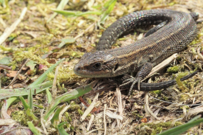 <i class='fa fa-user'></i>&nbsp;RubenVanAelst&nbsp;|  Levendbarende Hagedis&nbsp; <i class='fa fa-eye'>&nbsp;54</i> &nbsp;<i class='fa fa-thumbs-up'>&nbsp;1</i> &nbsp; <i class='fa fa-comment-o'>&nbsp;1</i>