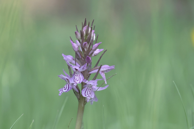 <i class='fa fa-user'></i>&nbsp;Johan van Gurp&nbsp;|  Gevlekte Rietorchis&nbsp; <i class='fa fa-eye'>&nbsp;63</i> &nbsp;<i class='fa fa-thumbs-up'>&nbsp;3</i> &nbsp; <i class='fa fa-comment-o'>&nbsp;5</i>