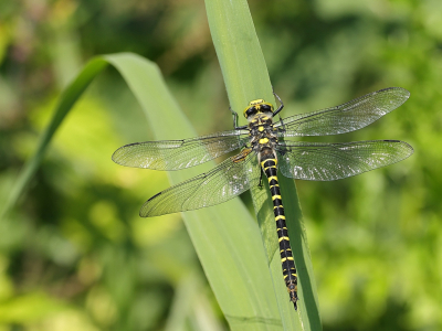 <i class='fa fa-user'></i>&nbsp;Rob Belterman&nbsp;|  Gewone Bronlibel&nbsp; <i class='fa fa-eye'>&nbsp;57</i> &nbsp;<i class='fa fa-thumbs-up'>&nbsp;2</i> &nbsp; <i class='fa fa-comment-o'>&nbsp;0</i>