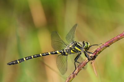 <i class='fa fa-user'></i>&nbsp;Rob Belterman&nbsp;|  Gewone Bronlibel&nbsp; <i class='fa fa-eye'>&nbsp;76</i> &nbsp;<i class='fa fa-thumbs-up'>&nbsp;6</i> &nbsp; <i class='fa fa-comment-o'>&nbsp;1</i>