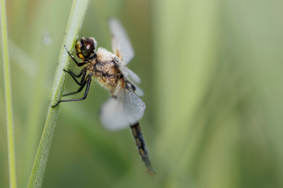 <i class='fa fa-user'></i>&nbsp;kiran&nbsp;|  Viervlek&nbsp; <i class='fa fa-eye'>&nbsp;54</i> &nbsp;<i class='fa fa-thumbs-up'>&nbsp;1</i> &nbsp; <i class='fa fa-comment-o'>&nbsp;1</i>