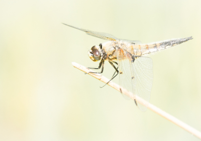 <i class='fa fa-user'></i>&nbsp;Truus Aletta Maan&nbsp;|  Viervlek&nbsp; <i class='fa fa-eye'>&nbsp;92</i> &nbsp;<i class='fa fa-thumbs-up'>&nbsp;1</i> &nbsp; <i class='fa fa-comment-o'>&nbsp;2</i>