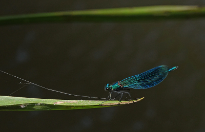 <i class='fa fa-user'></i>&nbsp;nelappelmelk&nbsp;|  Weidebeekjuffer&nbsp; <i class='fa fa-eye'>&nbsp;84</i> &nbsp;<i class='fa fa-thumbs-up'>&nbsp;3</i> &nbsp; <i class='fa fa-comment-o'>&nbsp;1</i>