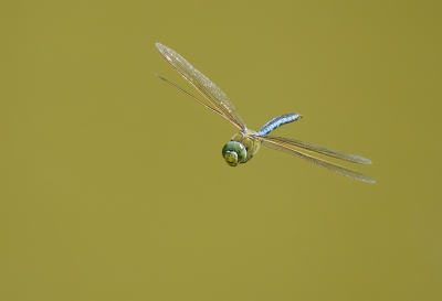 <i class='fa fa-user'></i>&nbsp;Jurgen Maassen&nbsp;|  Grote Keizerlibel&nbsp; <i class='fa fa-eye'>&nbsp;109</i> &nbsp;<i class='fa fa-thumbs-up'>&nbsp;12</i> &nbsp; <i class='fa fa-comment-o'>&nbsp;7</i>