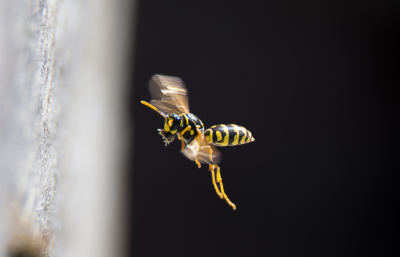 <i class='fa fa-user'></i>&nbsp;ErnovanDoorn&nbsp;|  Franse Veldwesp&nbsp; <i class='fa fa-eye'>&nbsp;90</i> &nbsp;<i class='fa fa-thumbs-up'>&nbsp;2</i> &nbsp; <i class='fa fa-comment-o'>&nbsp;5</i>