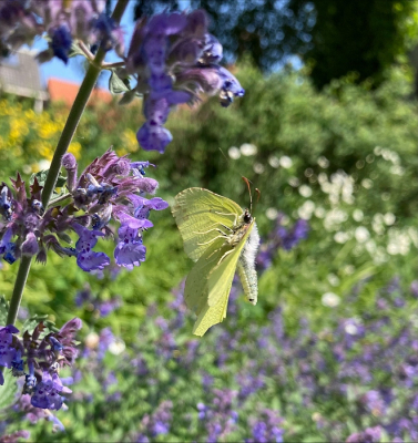 <i class='fa fa-user'></i>&nbsp;wva&nbsp;|  Citroenvlinder&nbsp; <i class='fa fa-eye'>&nbsp;72</i> &nbsp; <i class='fa fa-comment-o'>&nbsp;4</i>