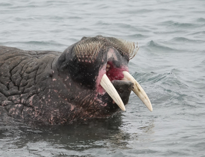 <i class='fa fa-user'></i>&nbsp;ko katsman&nbsp;|  Walrus&nbsp; <i class='fa fa-eye'>&nbsp;102</i> &nbsp; <i class='fa fa-comment-o'>&nbsp;1</i>