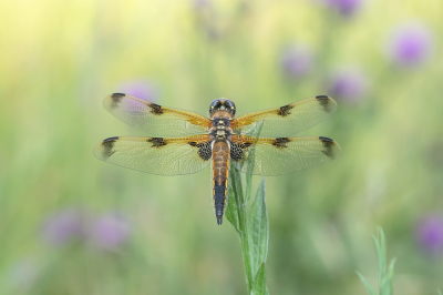 <i class='fa fa-user'></i>&nbsp;Johan van Gurp&nbsp;|  Viervlek&nbsp; <i class='fa fa-eye'>&nbsp;88</i> &nbsp;<i class='fa fa-thumbs-up'>&nbsp;11</i> &nbsp; <i class='fa fa-comment-o'>&nbsp;6</i>