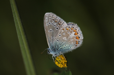 <i class='fa fa-user'></i>&nbsp;KrisvdWijk&nbsp;|  Icarusblauwtje&nbsp; <i class='fa fa-eye'>&nbsp;53</i> &nbsp; <i class='fa fa-comment-o'>&nbsp;2</i>