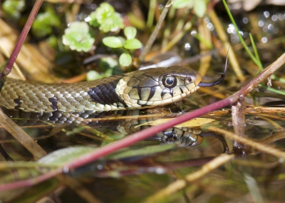 <i class='fa fa-user'></i>&nbsp;jeb&nbsp;|  Ringslang&nbsp; <i class='fa fa-eye'>&nbsp;102</i> &nbsp;<i class='fa fa-thumbs-up'>&nbsp;5</i> &nbsp; <i class='fa fa-comment-o'>&nbsp;4</i>