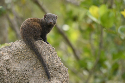 <i class='fa fa-user'></i>&nbsp;Eric Gibcus&nbsp;|  Dwergmangoest&nbsp; <i class='fa fa-eye'>&nbsp;78</i> &nbsp; <i class='fa fa-comment-o'>&nbsp;1</i>