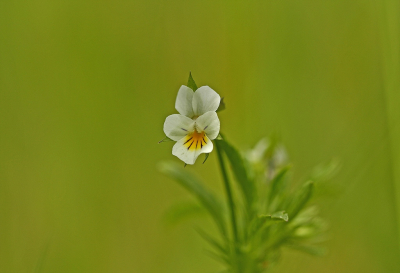 <i class='fa fa-user'></i>&nbsp;Cor&nbsp;|  Akkerviooltje&nbsp; <i class='fa fa-eye'>&nbsp;74</i> &nbsp;<i class='fa fa-thumbs-up'>&nbsp;9</i> &nbsp; <i class='fa fa-comment-o'>&nbsp;6</i>