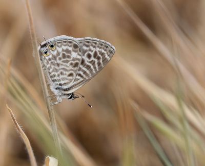 <i class='fa fa-user'></i>&nbsp;Paul Vandebroek&nbsp;|  Klein Tijgerblauwtje&nbsp; <i class='fa fa-eye'>&nbsp;104</i> &nbsp;<i class='fa fa-thumbs-up'>&nbsp;17</i> &nbsp; <i class='fa fa-comment-o'>&nbsp;8</i>