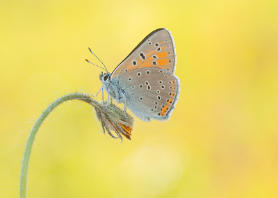 <i class='fa fa-user'></i>&nbsp;Tom&nbsp;|  Rode Vuurvlinder&nbsp; <i class='fa fa-eye'>&nbsp;103</i> &nbsp;<i class='fa fa-thumbs-up'>&nbsp;12</i> &nbsp; <i class='fa fa-comment-o'>&nbsp;6</i>