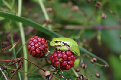 Uitstap naar diepenbeek voor deze kikkers, Ik heb het geluk gehad om deze te vinden op een braamplant. ik heb hem rustig benaderd en heb hem zo kunnen fotograferen.