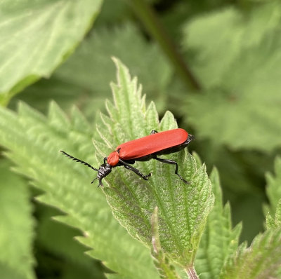 Tijdens een wandeling in het Roggebotzand te Dronten deze mooie zwartkopvuurkever tegengekomen. Door hun felle, rode kleur zijn ze goed vindbaar!
Gemaakt met iPhone SE 2020.