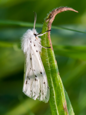 <i class='fa fa-user'></i>&nbsp;pietwil&nbsp;|  Witte Tijger&nbsp; <i class='fa fa-eye'>&nbsp;67</i> &nbsp;<i class='fa fa-thumbs-up'>&nbsp;1</i> &nbsp; <i class='fa fa-comment-o'>&nbsp;3</i>