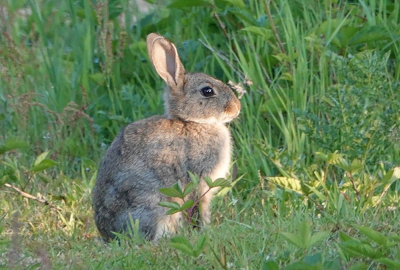 <i class='fa fa-user'></i>&nbsp;nelappelmelk&nbsp;|  Konijn&nbsp; <i class='fa fa-eye'>&nbsp;77</i> &nbsp; <i class='fa fa-comment-o'>&nbsp;2</i>