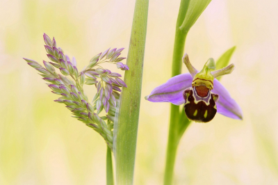 <i class='fa fa-user'></i>&nbsp;Nel R&nbsp;|  Bijenorchis&nbsp; <i class='fa fa-eye'>&nbsp;83</i> &nbsp;<i class='fa fa-thumbs-up'>&nbsp;12</i> &nbsp; <i class='fa fa-comment-o'>&nbsp;6</i>