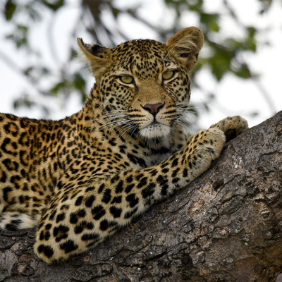 <i class='fa fa-user'></i>&nbsp;Eric Gibcus&nbsp;|  Luipaard&nbsp; <i class='fa fa-eye'>&nbsp;82</i> &nbsp;<i class='fa fa-thumbs-up'>&nbsp;5</i> &nbsp; <i class='fa fa-comment-o'>&nbsp;2</i>