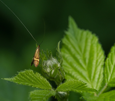 <i class='fa fa-user'></i>&nbsp;Tim Oord&nbsp;|  Geelbandlangsprietmot&nbsp; <i class='fa fa-eye'>&nbsp;44</i> &nbsp; <i class='fa fa-comment-o'>&nbsp;1</i>