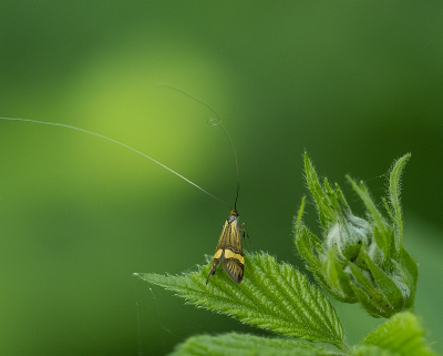 <i class='fa fa-user'></i>&nbsp;Tim Oord&nbsp;|  Geelbandlangsprietmot&nbsp; <i class='fa fa-eye'>&nbsp;54</i> &nbsp; <i class='fa fa-comment-o'>&nbsp;1</i>