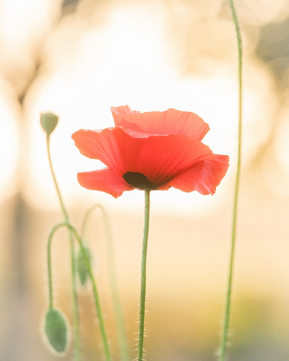 <i class='fa fa-user'></i>&nbsp;Truus Aletta Maan&nbsp;|  Grote Klaproos&nbsp; <i class='fa fa-eye'>&nbsp;59</i> &nbsp;<i class='fa fa-thumbs-up'>&nbsp;2</i> &nbsp; <i class='fa fa-comment-o'>&nbsp;3</i>