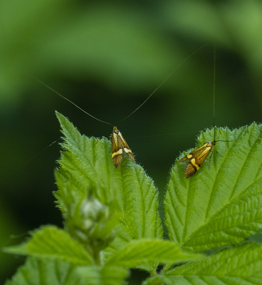 <i class='fa fa-user'></i>&nbsp;Tim Oord&nbsp;|  Geelbandlangsprietmot&nbsp; <i class='fa fa-eye'>&nbsp;66</i> &nbsp; <i class='fa fa-comment-o'>&nbsp;2</i>