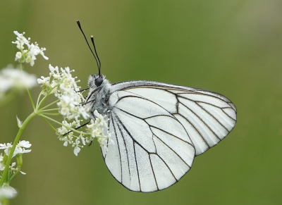 De afgelopen week diverse plekken in de Eifel bezocht, nog niet zo heel veel vlinders gezien maar af en toe toch iets kunnen fotograferen zoals dit witje op een mooie plek.