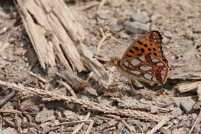 <i class='fa fa-user'></i>&nbsp;Ben Aalders&nbsp;|  Kleine Parelmoervlinder&nbsp; <i class='fa fa-eye'>&nbsp;63</i> &nbsp;<i class='fa fa-thumbs-up'>&nbsp;1</i> &nbsp; <i class='fa fa-comment-o'>&nbsp;2</i>