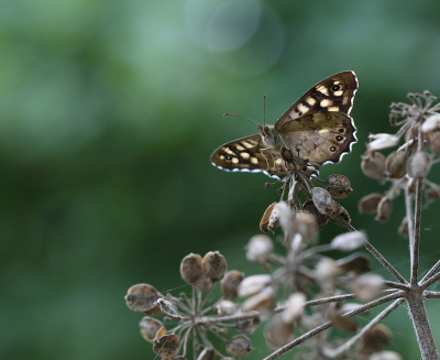 <i class='fa fa-user'></i>&nbsp;Ad Sprang&nbsp;|  Bont Zandoogje&nbsp; <i class='fa fa-eye'>&nbsp;69</i> &nbsp;<i class='fa fa-thumbs-up'>&nbsp;7</i> &nbsp; <i class='fa fa-comment-o'>&nbsp;7</i>