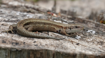 Af en toe een hagedis en hazelworm tegengekomen, deze zat op een boomstronk langs de Nonnenbach te zonnen. Ook nog hazelwormen gespot op een berghelling in de buurt.