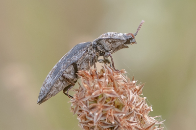 <i class='fa fa-user'></i>&nbsp;Johan van Gurp&nbsp;|  Muisgrijze Kniptor&nbsp; <i class='fa fa-eye'>&nbsp;65</i> &nbsp;<i class='fa fa-thumbs-up'>&nbsp;3</i> &nbsp; <i class='fa fa-comment-o'>&nbsp;4</i>