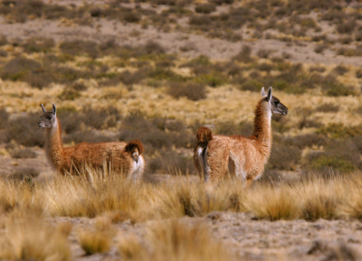 Het was nog knap lastig deze dieren te benaderen. Deze foto is gemaakt vlak voordat ze me door hadden, sluipend door het gras. Ze leven in groepen op de Argentijnse bergsteppen en pampa's.