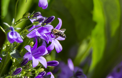 <i class='fa fa-user'></i>&nbsp;ErnovanDoorn&nbsp;|  Honingbij&nbsp; <i class='fa fa-eye'>&nbsp;43</i> &nbsp; <i class='fa fa-comment-o'>&nbsp;2</i>