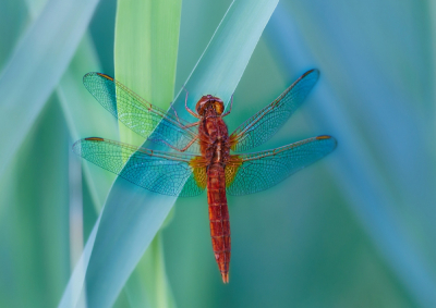 Vandaag een keertje in de avond op zoek naar libellen. En met de 300mm lens.
Deze libel zat tamelijk ver weg verscholen in het riet. Daarom ook de crop stand gebruikt van de camera.