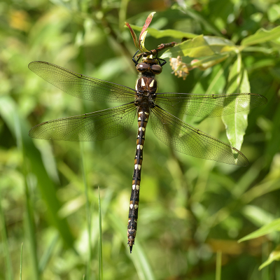 <i class='fa fa-user'></i>&nbsp;Jan Luit&nbsp;|  Cordulegaster maculata&nbsp; <i class='fa fa-eye'>&nbsp;75</i> &nbsp;<i class='fa fa-thumbs-up'>&nbsp;2</i> &nbsp; <i class='fa fa-comment-o'>&nbsp;2</i>