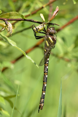 <i class='fa fa-user'></i>&nbsp;Jan Luit&nbsp;|  Cordulegaster maculata&nbsp; <i class='fa fa-eye'>&nbsp;73</i> &nbsp;<i class='fa fa-thumbs-up'>&nbsp;1</i> &nbsp; <i class='fa fa-comment-o'>&nbsp;2</i>