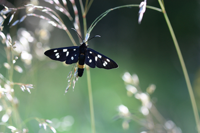 <i class='fa fa-user'></i>&nbsp;Paul Vandebroek&nbsp;|  Phegeavlinder&nbsp; <i class='fa fa-eye'>&nbsp;78</i> &nbsp;<i class='fa fa-thumbs-up'>&nbsp;2</i> &nbsp; <i class='fa fa-comment-o'>&nbsp;6</i>